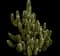 Royal spurge — design image 1