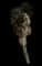 Giant Dagger Yucca — design image 1
