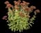 Showy stonecrop — design image 19