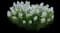 String Theory Bluestar - Amsonia — design image 4