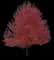 Silver Maple Tree — design image 10