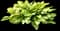'Gold Standard' Hosta — design image 4