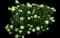 Panicle Hydrangea — design image 10