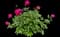 Peony (Paeonia) — design image 5