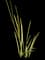 Elephant Tusks Plant — design image 1
