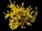 Lynwood Gold Forsythia Shrub — design image 3