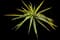 Golden Sword Yucca — design image 4