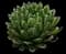 Queen Victoria Agave — design image 3