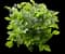 New Love Clematis Shrub — design image 1