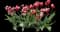Tulip 'Leen Van Der Mark Triumph' — design image 1
