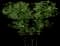 Dog Rose — design image 3