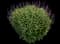 Woodland Sage — design image 17