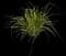 Variegated Spider Plant — design image 9