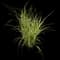 Variegated Spider Plant — design image 8