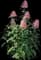 Tall Garden Phlox (Phlox paniculata) — design image 4
