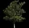 Southern Magnolia — design image 5