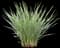 Coolvista™ Dianella — design image 1