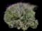 Mexican Bush Sage — design image 9