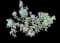 Giant Buckwheat — design image 1