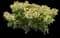Panicle Hydrangea — design image 13