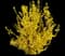 Lynwood Gold Forsythia Shrub — design image 4