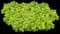 Japanese Spurge Groundcover — design image 6