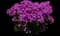 'Opening Act Ultrapink' Hybrid Phlox — design image 3