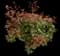 Chinese Photinia — design image 16