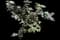 Creeping Barberry — design image 2