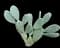 Barbary fig — design image 10