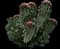 Candelabra euphorbia — design image 3