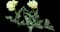 Tulip 'Avant Garde' — design image 1