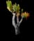 Fan Aloe Plant — design image 2