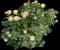 Hybrid Tea Rose — design image 1