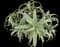 Torch Aloe — design image 30