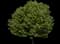 Little Leaf Linden — design image 4