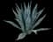 Blue American Agave Plant — design image 1