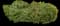 Tropical Hibiscus Tree — design image 10
