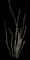 Ocotillo — design image 2