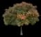 Golden Raintree — design image 6