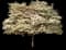 Cloud Nine Dogwood — design image 1