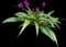 Philippine Ground Orchid — design image 2