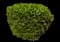 Flame of the Woods — design image 9