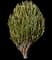 African Milk Tree Cactus — design image 1