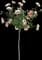 Rosa David Austin 'Roald Dahl' — design image 2