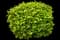 Burning Bush — design image 6