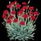 Single Fire Star Dianthus — design image 1