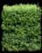 Privet (Ligustrum) — design image 2