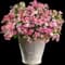 Bedazzled Pink Phlox — design image 2
