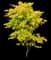 Japanese Maple 'Summer Gold' — design image 2